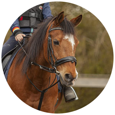 Valero-paard-stal-coachpraktijk-Schouten-Coaching-Zeeland